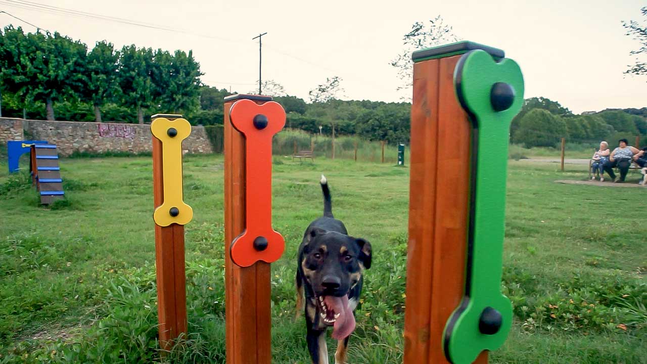 Circuito Agility en Bescanó